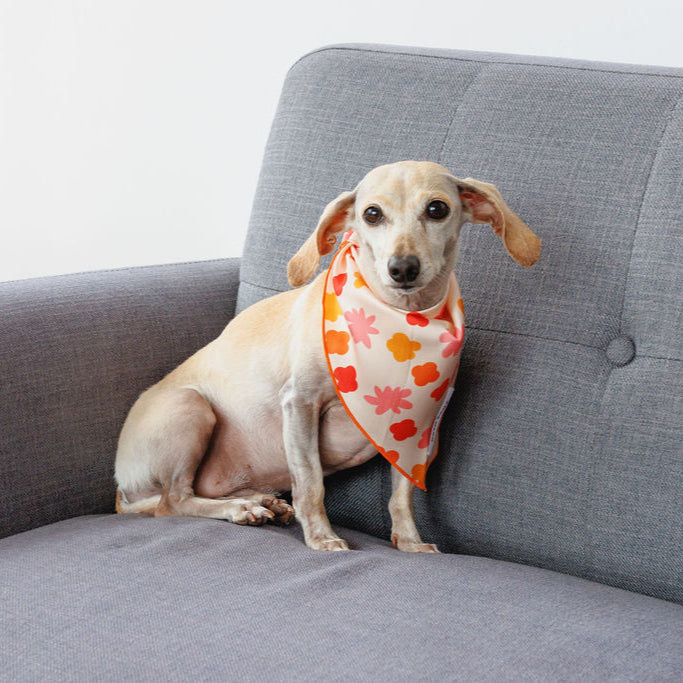 Bubbly Dog Bandana