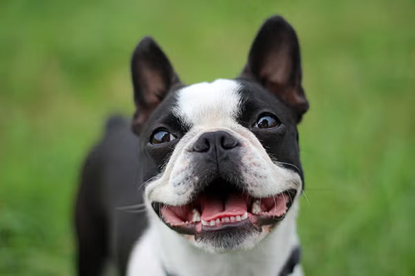Boston Terrier Clothes: Dapper Outfits for the American Gentleman