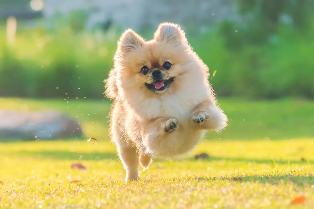 Pomeranian Clothes: Fluffy Fashion for Your Pom