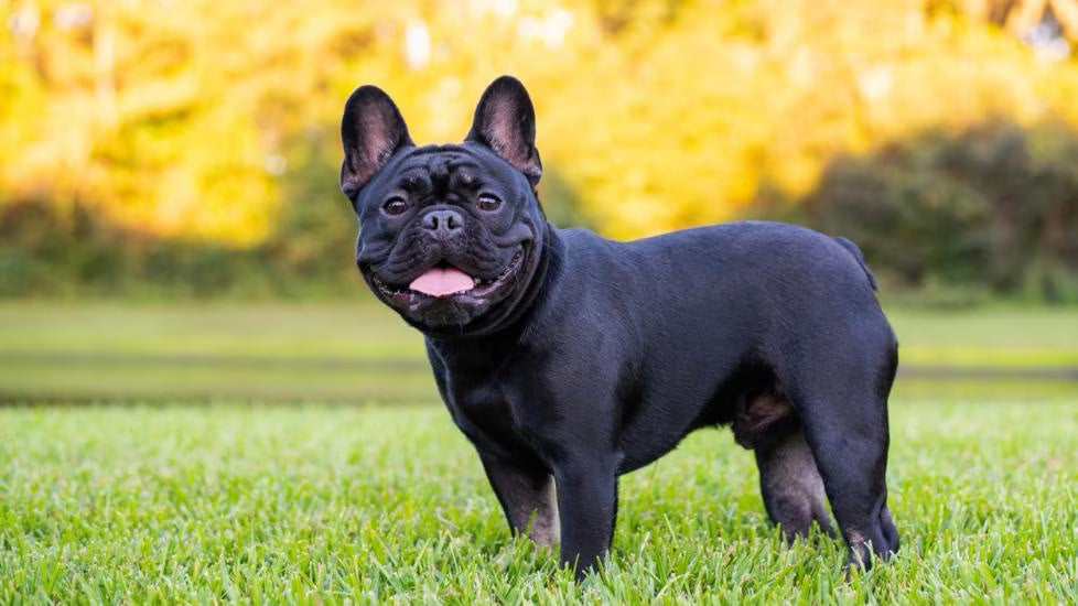 French Bulldog Clothes: The Ultimate Guide to Dressing Your Frenchie