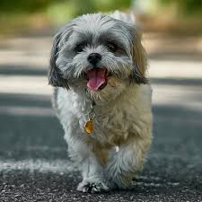 Shih Tzu Clothes: Royal Attire for Your Little Lion Dog