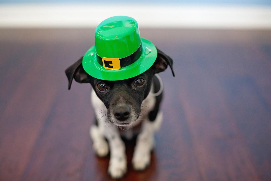 St. Patrick's Day Dog Outfits: The Complete Guide to Dressing Your Pup in Green