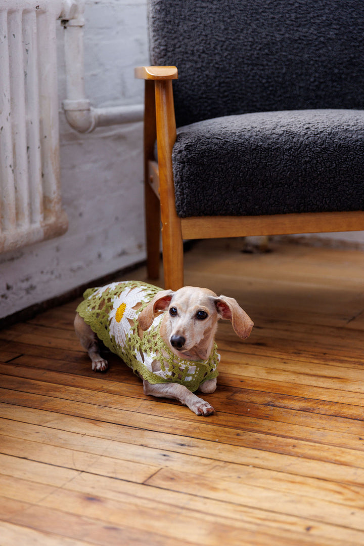 Sunshine Crochet Dog Top