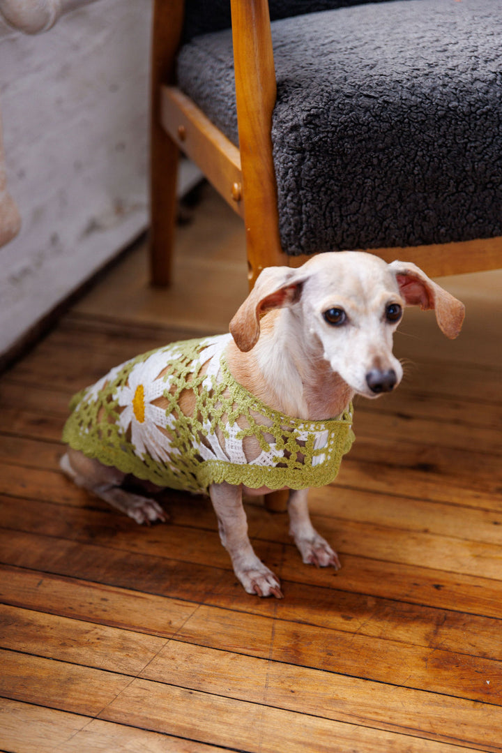 Sunshine Crochet Dog Top