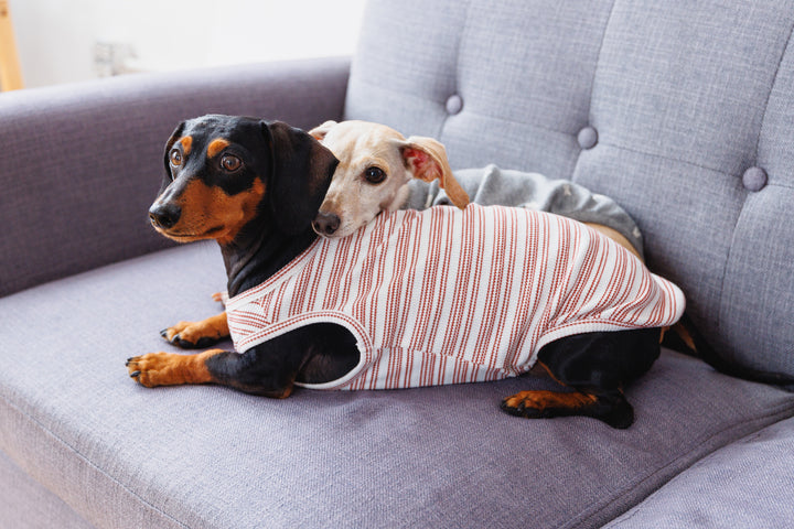 Candy Cane Sleeveless Sweater