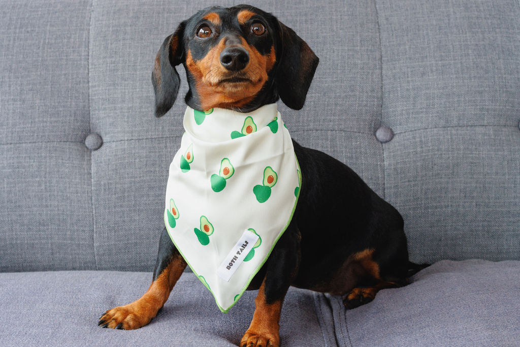 Avocado Dog Bandana