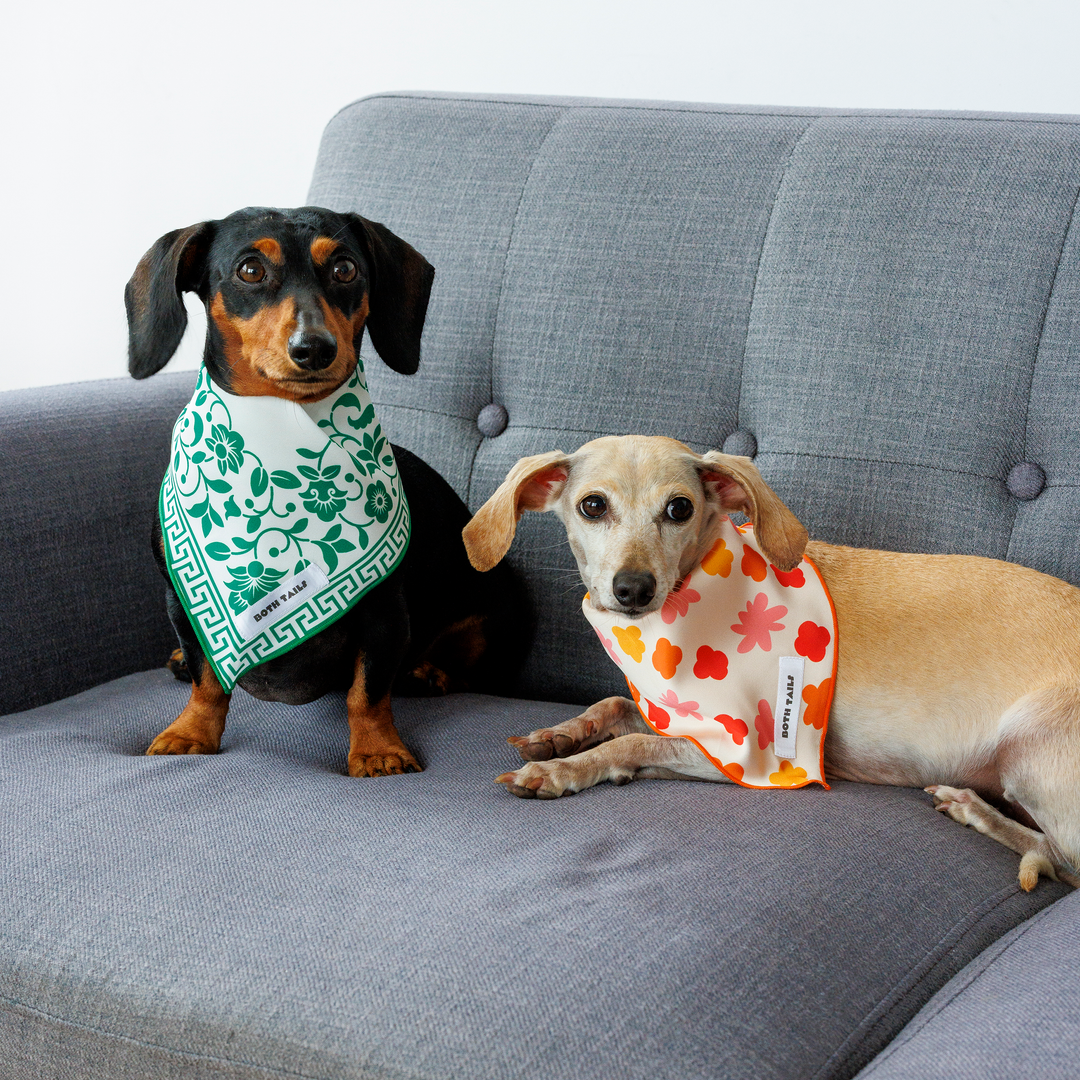 Royal Green Dog Bandana, Summer Pet Accessory