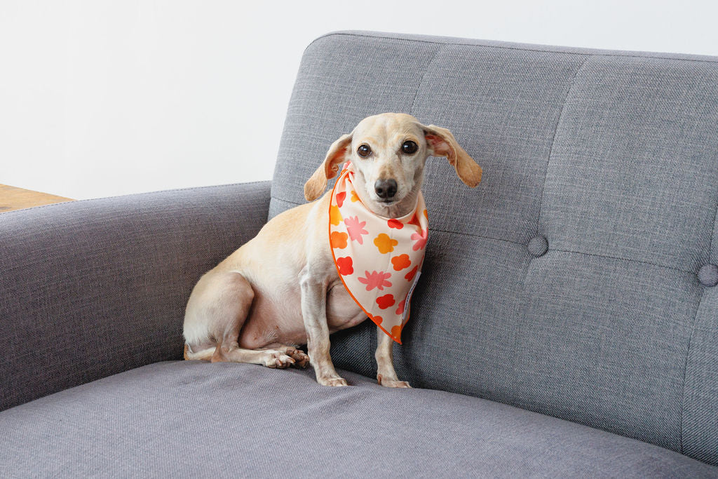 Bubbly Dog Bandana