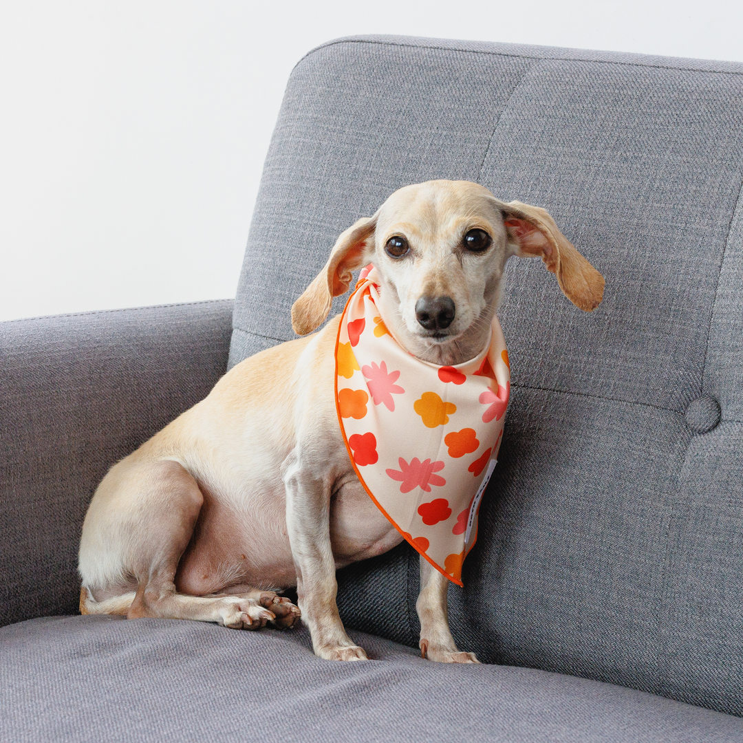 Bubbly Dog Bandana, Cute Summer Pet Accessory