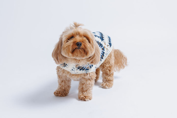 Nazar Crochet Dog Top