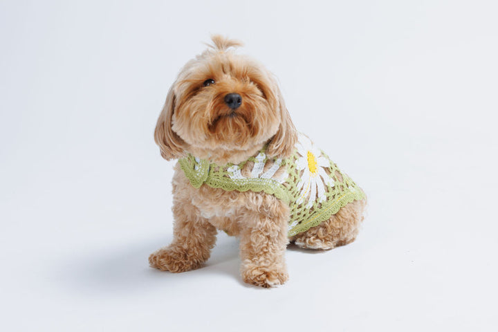 Sunshine Crochet Dog Top