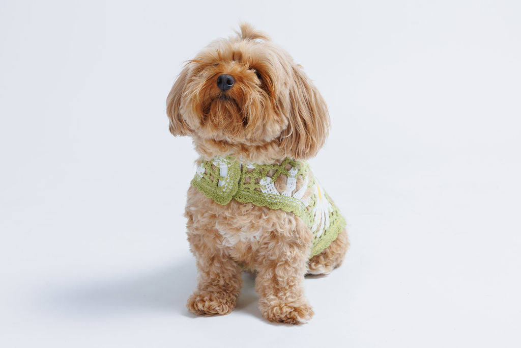 Sunshine Crochet Dog Top