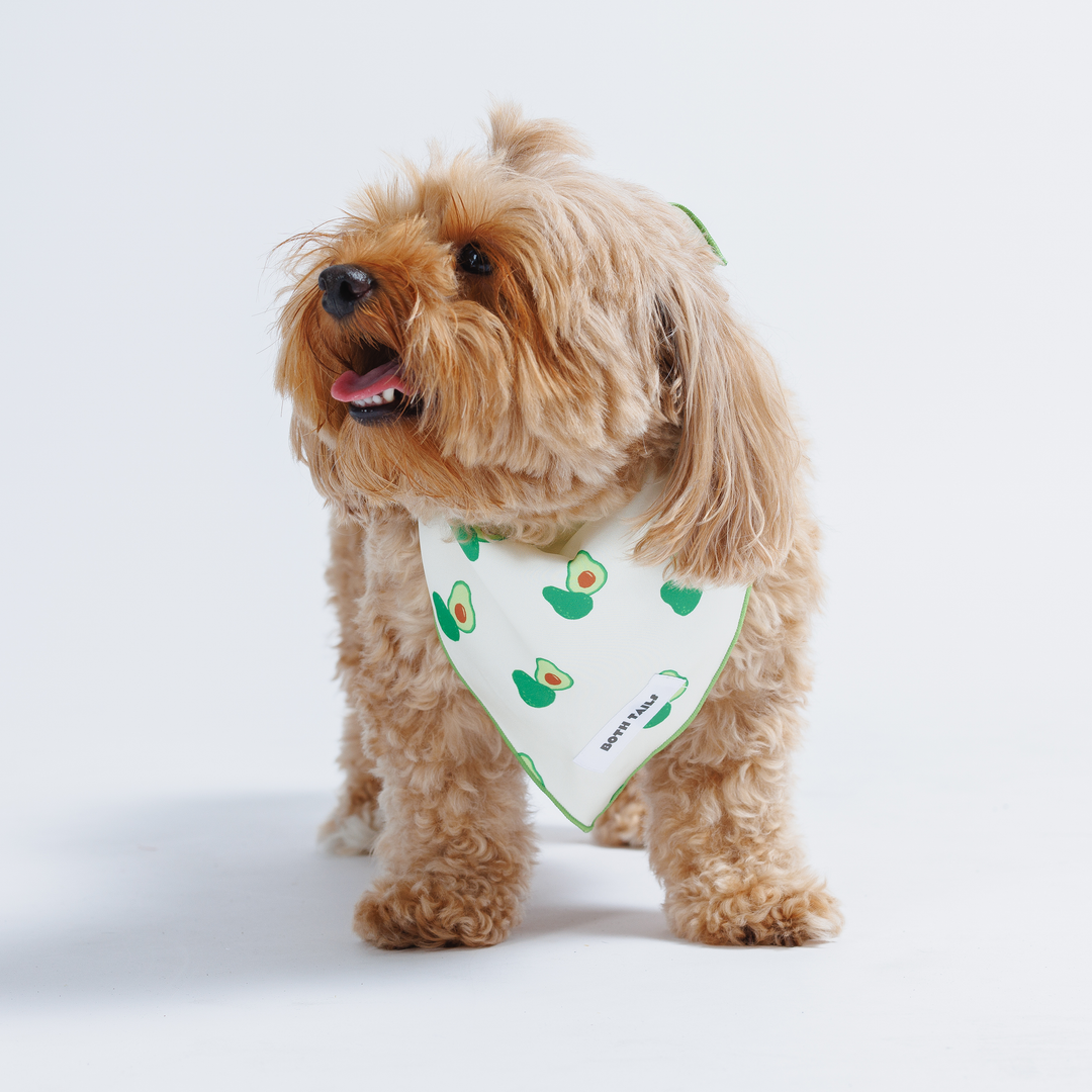Avocado Print Dog Bandana, Cute Summer Pet Accessory