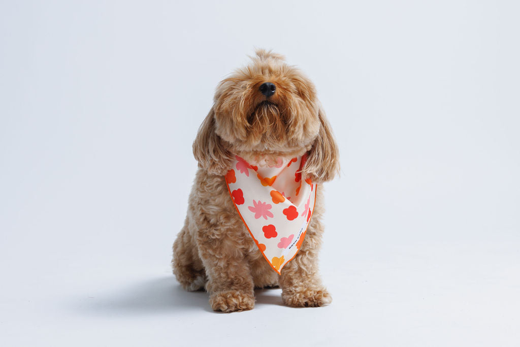 Bubbly Dog Bandana