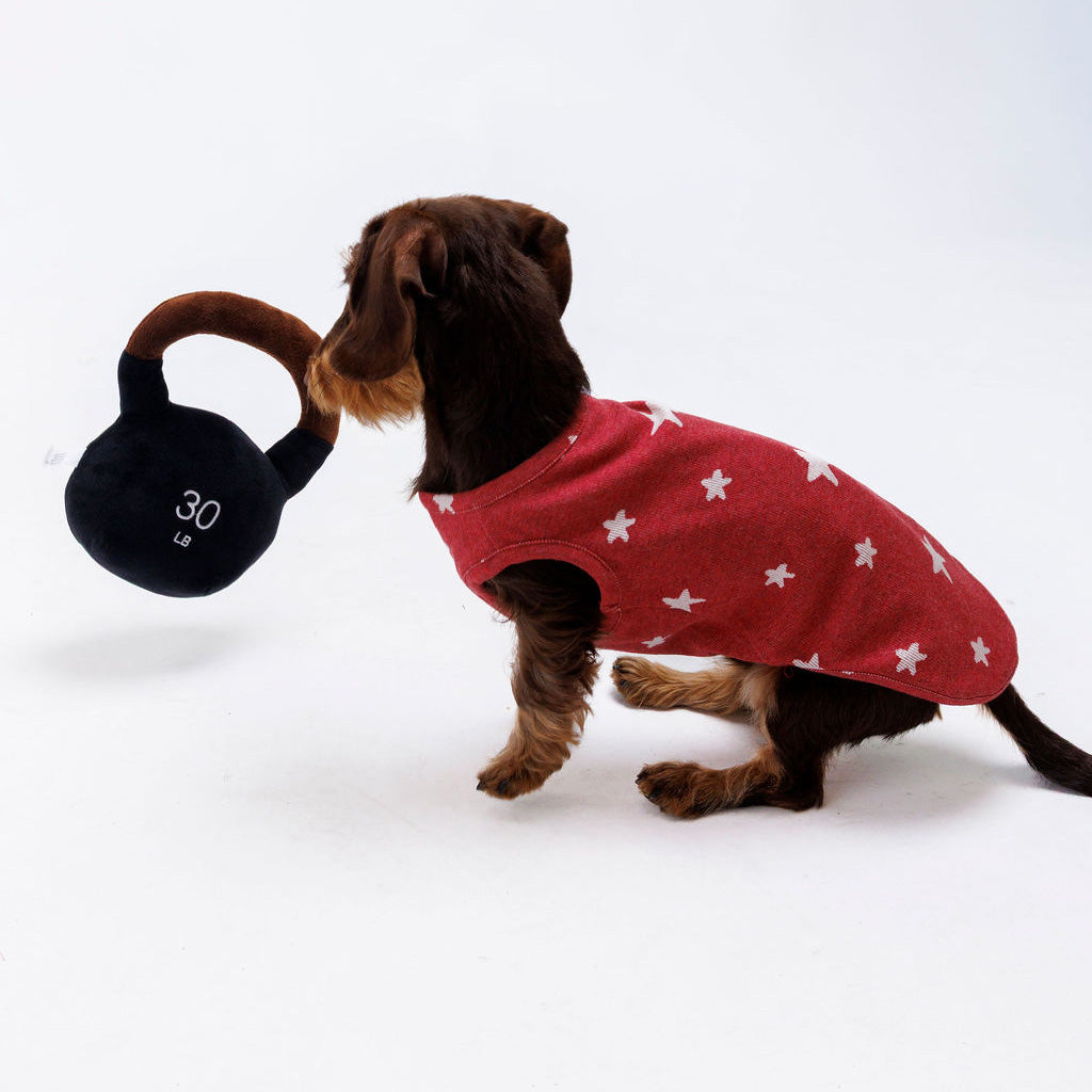 Dog playing with plush toy
