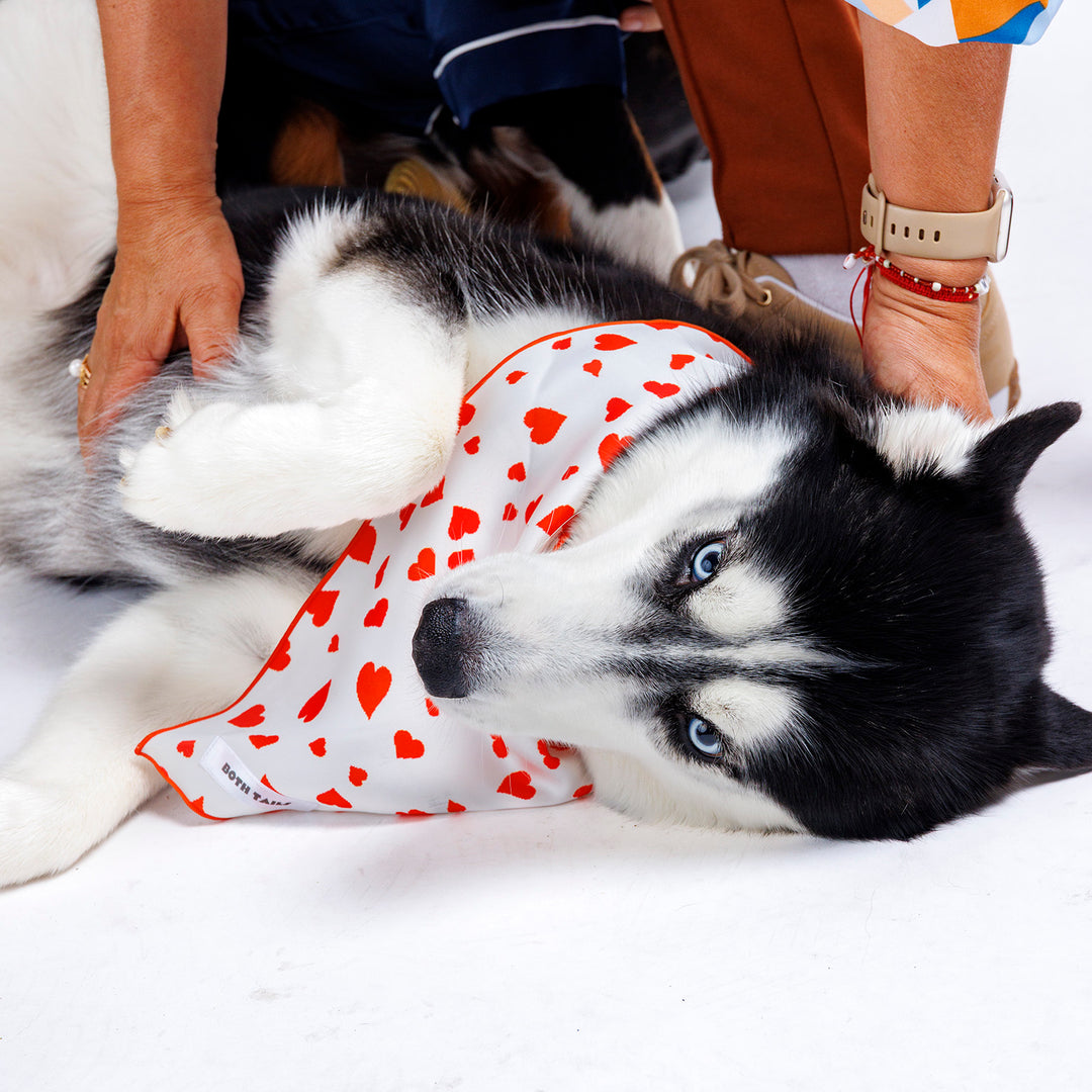 Cupid Dog Bandana